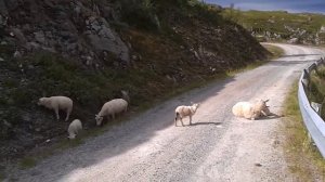 Как погладить  овечку...