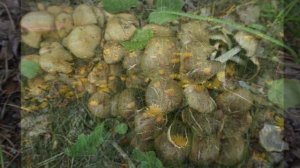 Весенняя тропинка...22 мая 2022.mp4