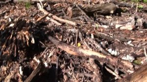 Труха очень полезна для участка, деревьев.