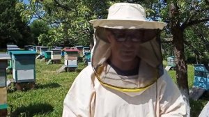 Пчеловодство№60 Ловим рой