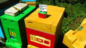 Пробиотик для наращивания силы пчелосемей