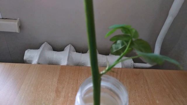 КАК Я УКОРЕНЯЮ #РОЗЫ смотреть онлайн