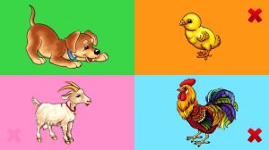 Йорт хайваннары - Песи, Эт, Куян / Домашние животные - Кошка, Собака, Заяц