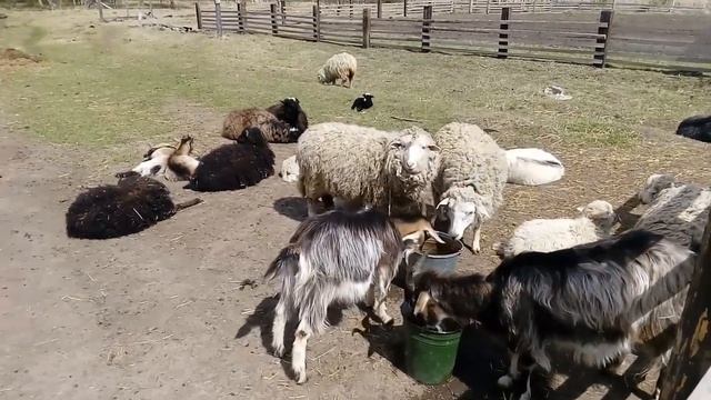 Козы овцы. Сон час. смотреть онлайн