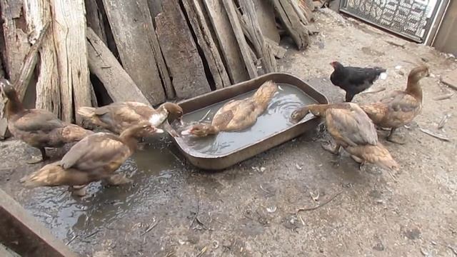 Птичник и курицы яичных пород - яйца и куры из Горячего Ключа смотреть онлайн