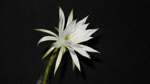 Echinopsis subdenudata