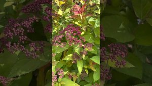 Double play doozie spirea / continuous blooming carefree shrub