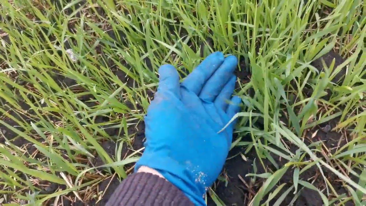 Заключительные осенние хлопоты. Огород в порядке. Польза сидератов