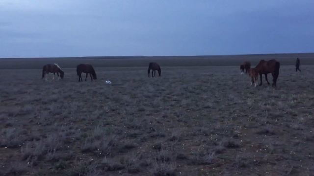 Жылкыда В косяке 16.04.2020 #айгыр #асау #кокпар #лошад #казахстан #актобе #атырау #актау #орал смотреть онлайн