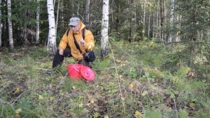 Как искать грибы. Оправдывают ли подберезовики свое название. Грибы 2020. Волнушка. Говорушка.