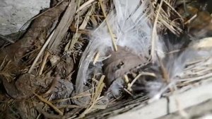 Горихвостка птичка и её гнездо с птенцами