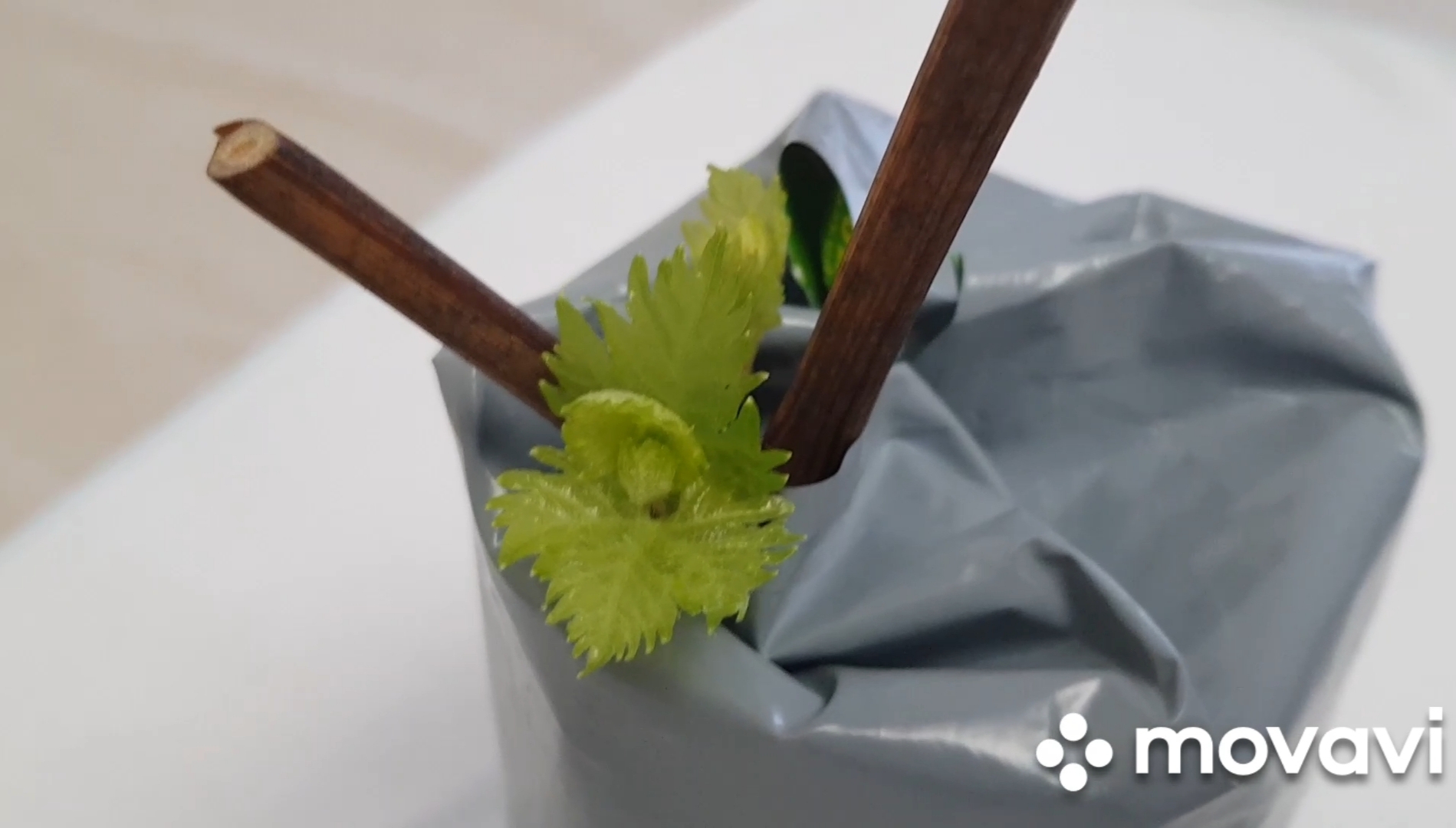 3. Первые листочки.