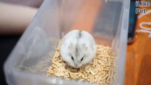 Основные ошибки в уходе за хомяком