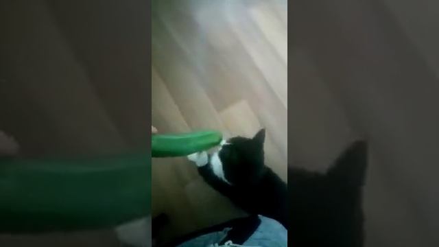 Кот Феликс любит хрустящие огурчики))) смотреть онлайн