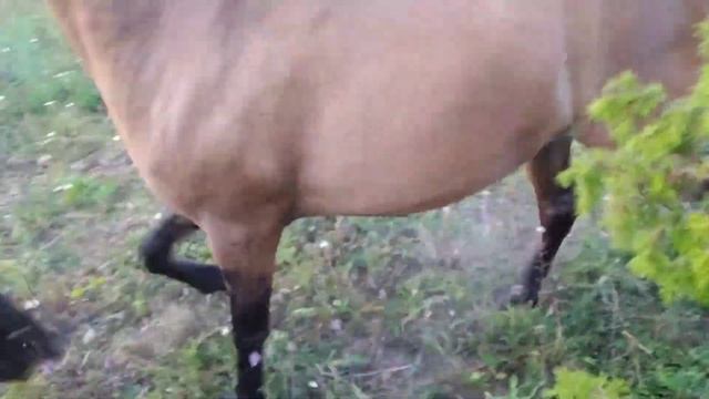 Вятские лошади в поместье смотреть онлайн