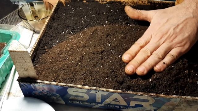 КАК ПОСЕЯТЬ БАРХАТЦЫ И БАЛЬЗАМИН??? и ВЫРАСТИТЬ из семян смотреть онлайн