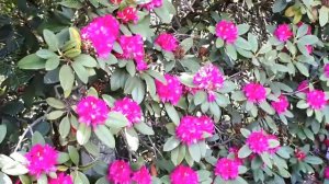 Rhododendron| Beautiful Flowers