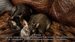 Корниш-рекс — порода кошки