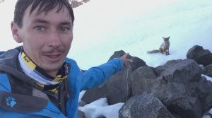 Лиса Муха - живет на Эльбрусе