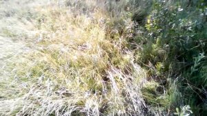 Хатсан 125. Поломка прицела Вебер 4-16*40.