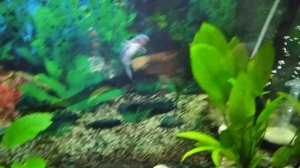 Быстрый рост рыбы в аквариуме.  Акулий пангасиус 5 месяцев