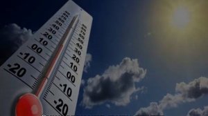 У розы сохнут листья — какие могут быть причины