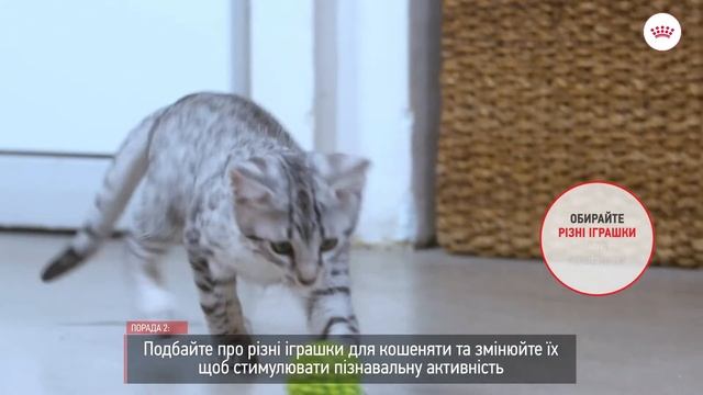 Режим дня кошеняти. Kitten Tutorial 8 смотреть онлайн