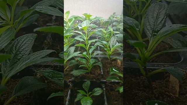 Черенки гортензии зимой. Нужна ли им зимняя спячка? что делаю я... смотреть онлайн