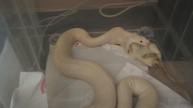 Питошка и неспешный ужин