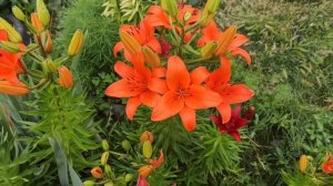 Чем подкормить лилии для пышного и яркого цветения.