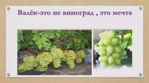 Валёк виноград.