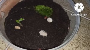 ВЕЧНЫЙ ТЕРРАРИУМ С КЛОП СОЛДАТИКАМИ!