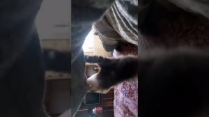 Хорёк нападает