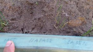 Лук на перо из семян/чернушки ч.1