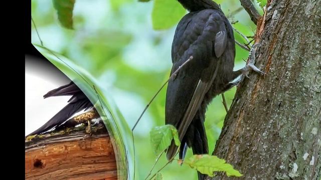 Черный дятел или желна. Самый крупный дятел в России. смотреть онлайн