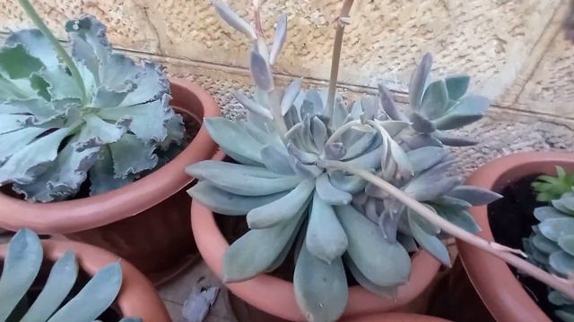 echeveria collection and rare succulents смотреть онлайн