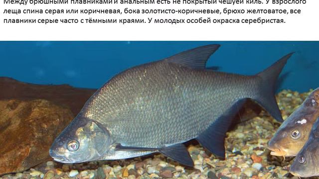 Лещ смотреть онлайн