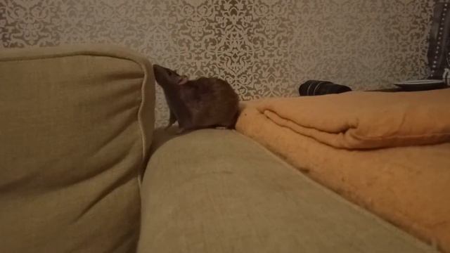 Крыса пришла за ласками. смотреть онлайн