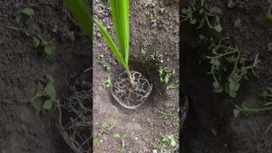Посадка финиковой пальмы в открытый грунт, выращенной из косточки королевского финика. Часть 1