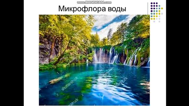 Экология микроорганизмов.Часть 1