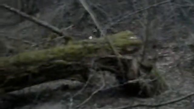 Паркур по деревьям!!!!!!!! смотреть онлайн