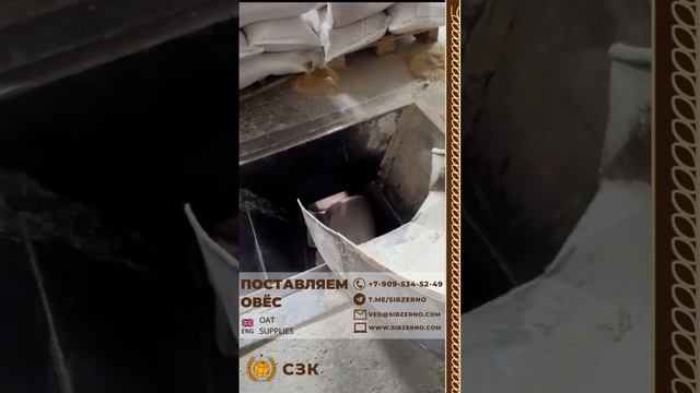 Поставляем овес и другое зерно оптом на экспорт