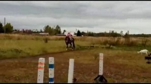 Кобыла донской породы (4077-1)