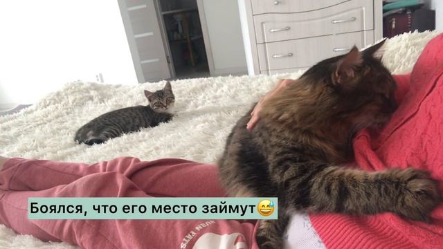 Взрослый кот не принимает котенка | Как подружить кота и котенка Смешные коты Приколы с котами