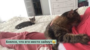 Взрослый кот не принимает котенка | Как подружить кота и котенка Смешные коты Приколы с котами