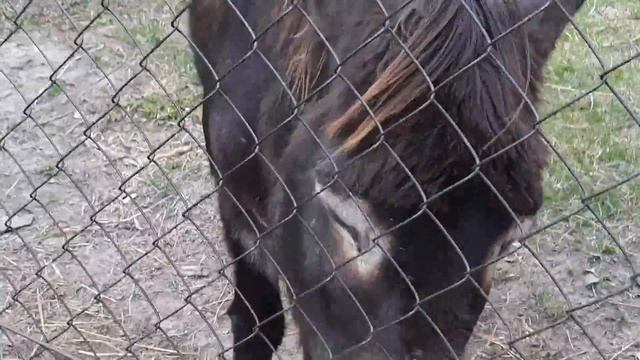 Страусиная ферма. Наша прогулка. смотреть онлайн