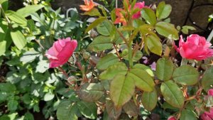 Моя Новинка Роза "Elbflorenz" 24.06.23