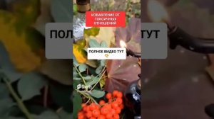 ИЗБАВЛЕНИЕ ОТ ТОКСИЧНЫХ ОТНОШЕНИЙ https://dzen.ru/video/watch/ #онлайн #ритуал #shorts #светланаведа