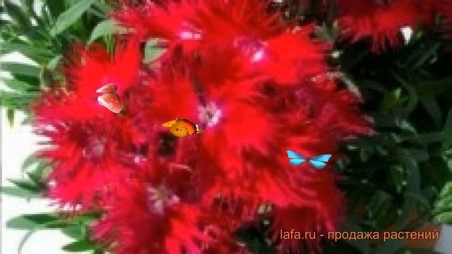 Гвоздика обыкновенная Ред ? обыкновенная гвоздика Ред обзор: как сажать, семена гвоздики Ред смотреть онлайн