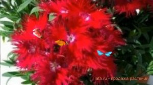 Гвоздика обыкновенная Ред ? обыкновенная гвоздика Ред обзор: как сажать, семена гвоздики Ред